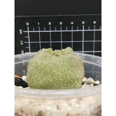 四方凝蹄玉|Pseudolithos cubiformis 方凝蹄玉